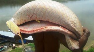 Sancionada lei que assegura preço mínimo para pirarucu manejado