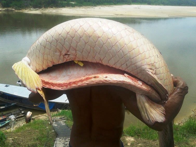Sancionada lei que assegura preço mínimo para pirarucu manejado