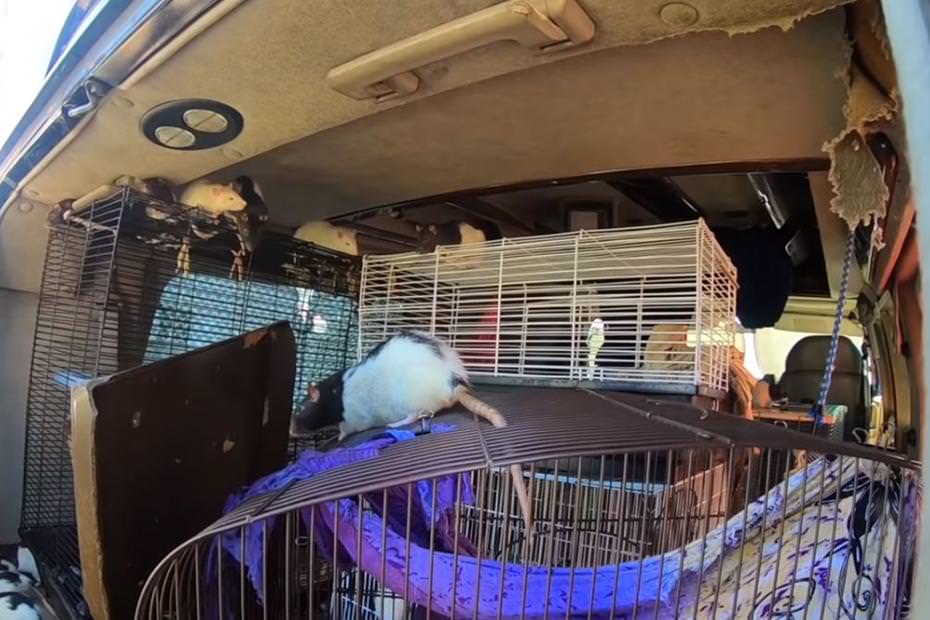 Mulher que vivia com 320 ratos em carro é denunciada por vizinhos; veja