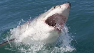 Tubarão salta d'água para atacar pesquisador em barco