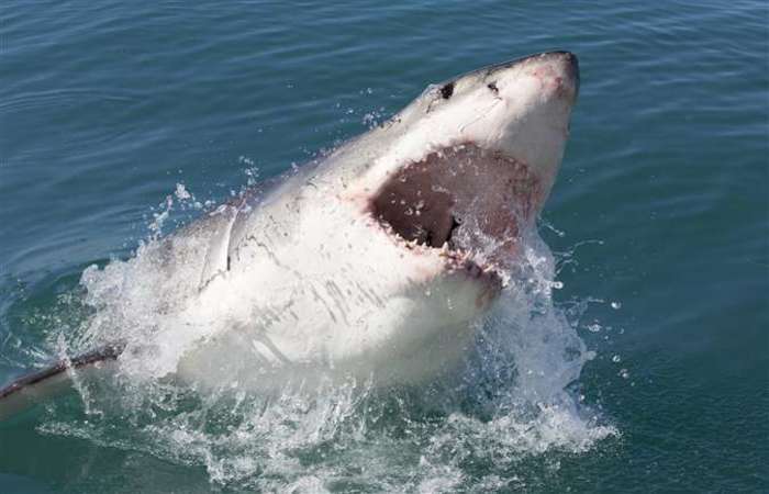 Tubarão salta d’água para atacar pesquisador em barco