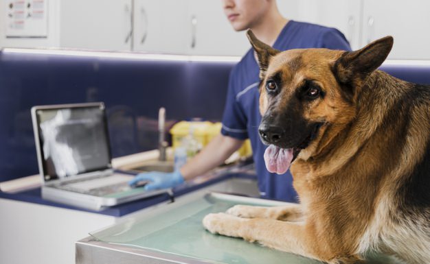 MP apura descarte de resíduos por clínicas veterinárias em Manaus