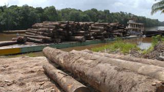 MPF exige indenização de R$ 80 mi a desmatadores de Floresta Nacional no AM