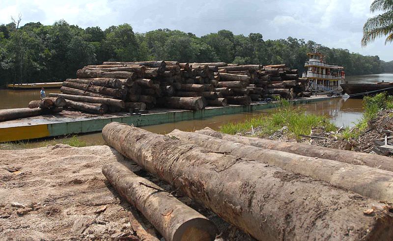 Governo quer liberar exportação de troncos de árvores nativas da Amazônia