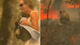 Vídeo - Mulher resgatar coala em incêndio na  Austrália