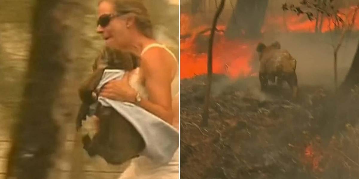 Vídeo – Mulher resgatar coala em incêndio na  Austrália