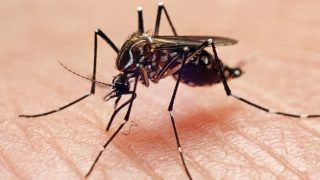 Ministro da Saúde manifesta preocupação com a dengue no verão