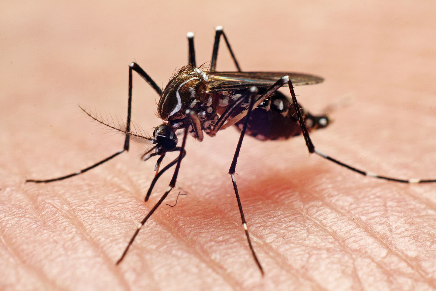 Ministro da Saúde manifesta preocupação com a dengue no verão