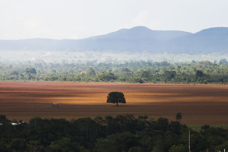 Cerrado registra menor desmatamento da série histórica