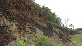 Comissão sugere mutirão para julgar desmatamentos