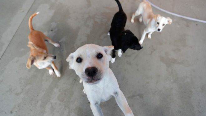 Punição para quem maltratar animais pode chegar a seis anos