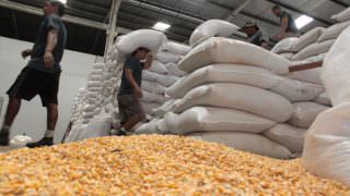 Leilão da Conab com 52 mil toneladas de milho será quinta-feira