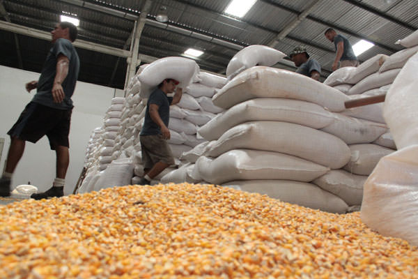 Leilão da Conab com 52 mil toneladas de milho será quinta-feira