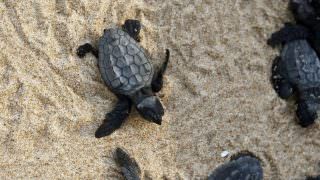 Projeto Tamar comemora 40 anos com 40 milhões de tartarugas soltas