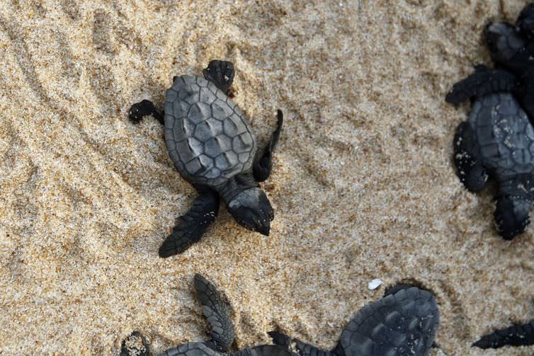 Projeto Tamar comemora 40 anos com 40 milhões de tartarugas soltas