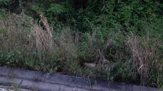 Corpo em estado de decomposiação é encontrado no Distrito Industrial neste domingo