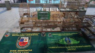 PM resgata 48 pássaros silvestres de criadouro ilegal na Cidade Nova