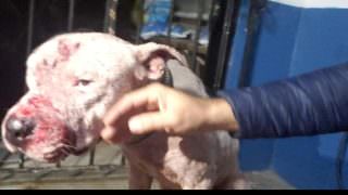 Veterinário amazonense que trabalha na Adaf é preso em rinha de cães