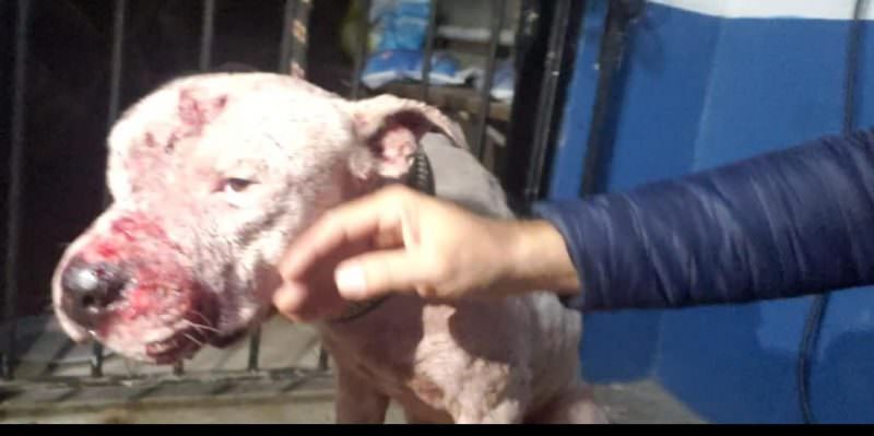 Veterinário amazonense que trabalha na Adaf é preso em rinha de cães