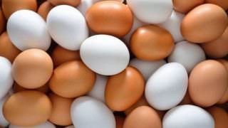 Ovos de galinha batem recorde em produção no terceiro trimestre deste ano
