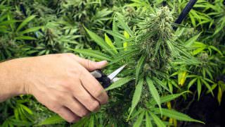 Estudo mostra que compostos da Cannabis podem prevenir a covid-19