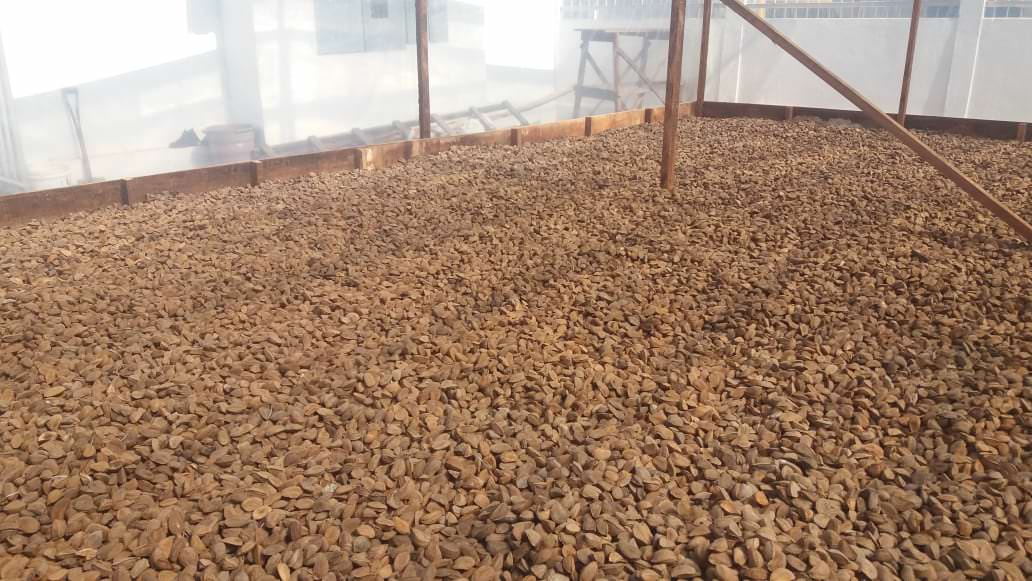 Em Tapauá, cadeia produtiva da castanha-do-Brasil recebe repasse de R$ 1 milhão