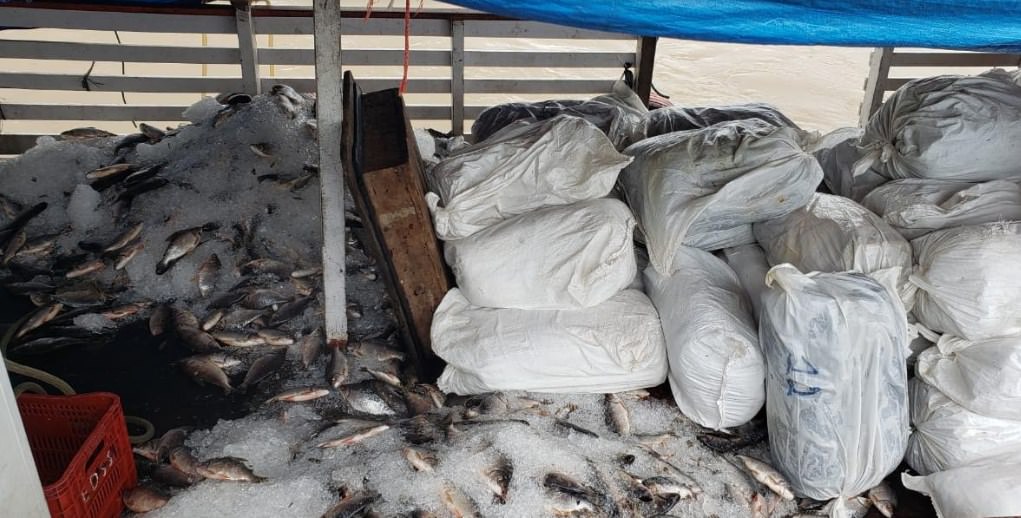 Carga com mais de oito toneladas de pirarucu ilegal é apreendida no AM