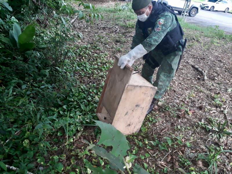 Batalhão ambiental resgata jibóia em conjunto da zona Sul de Manaus