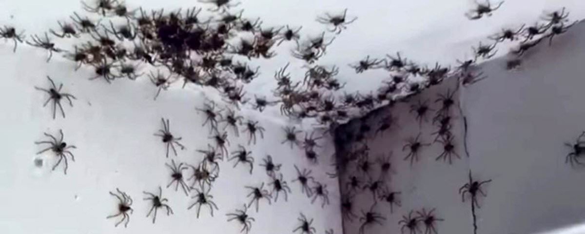 Infestação de aranhas atinge cidades da Austrália após enchentes