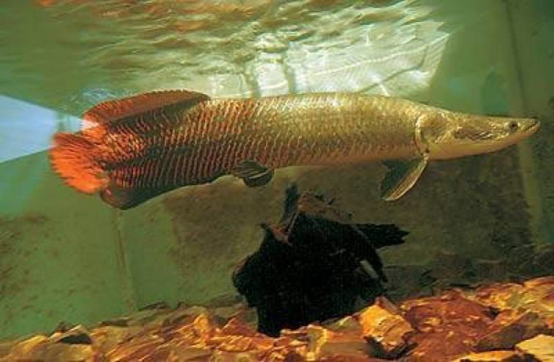 Pirarucu é encontrado em rio nos Estados Unidos