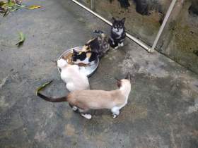 MP cobra centro de acolhimento para animais em situação de abandono em Manaus