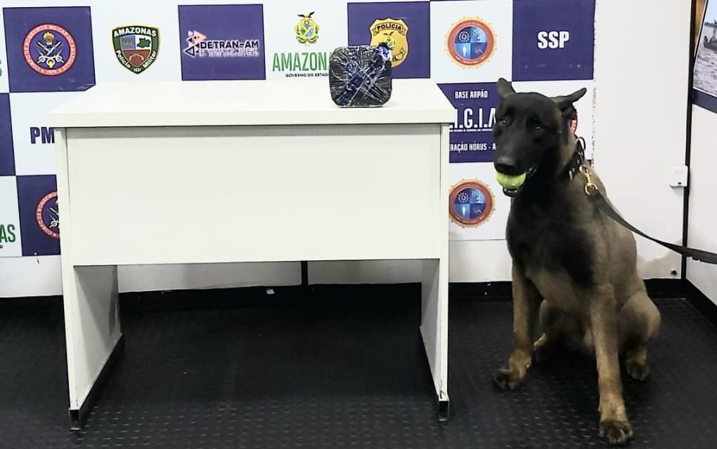 Cão policial encontra cocaína escondida em bote salva-vidas