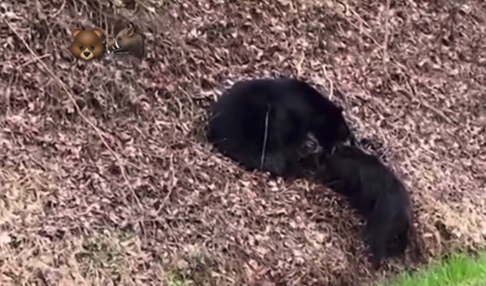 Chocante! Urso mata javali após batalha sangrenta; veja vídeo