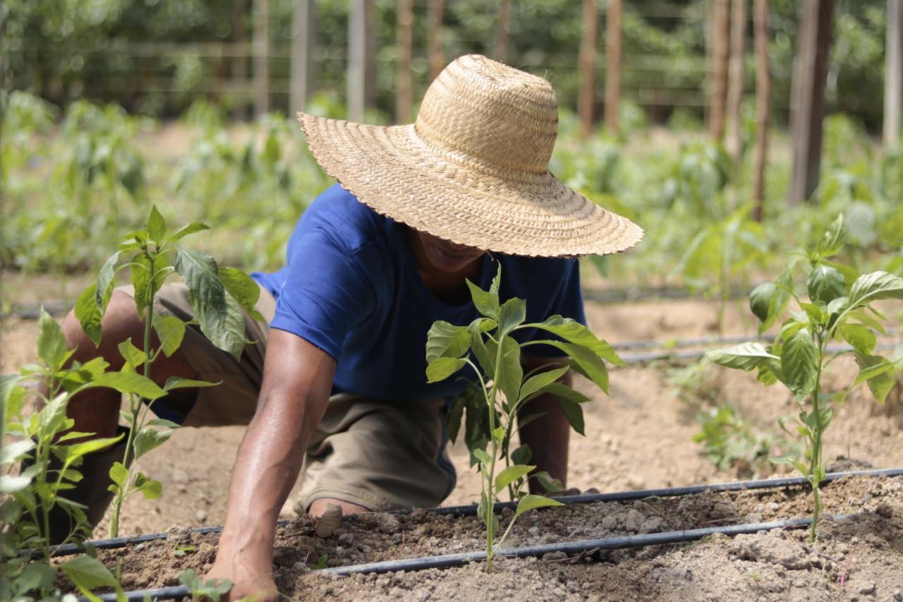 ‘Garantia Safra’: Amazonas busca implementar programa para atender agricultores familiares