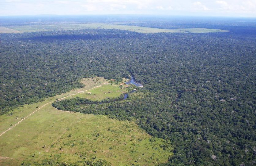 Floresta Amazônica: biólogo diz que se nada for feito em 20 anos para reverter o aquecimento global o planeta vai 