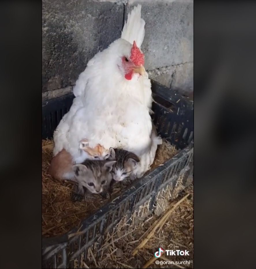 Fofura! Fazendeiro encontra galinha ‘chocando’ gatinhos e vídeo viraliza