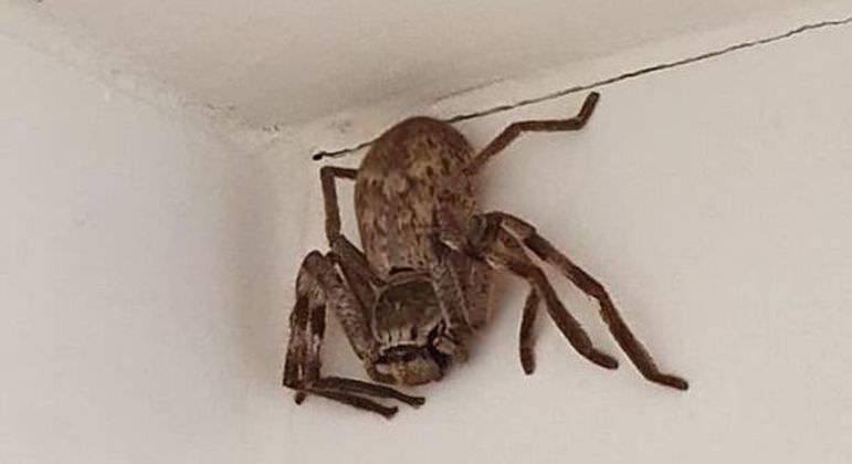 Mulher pede ajuda após encontrar aranha gigante no box do banheiro