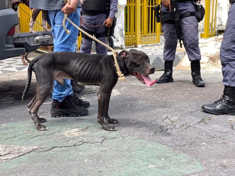 Cães são resgatados em situação de maus-tratos e duas pessoas são presas em Manaus
