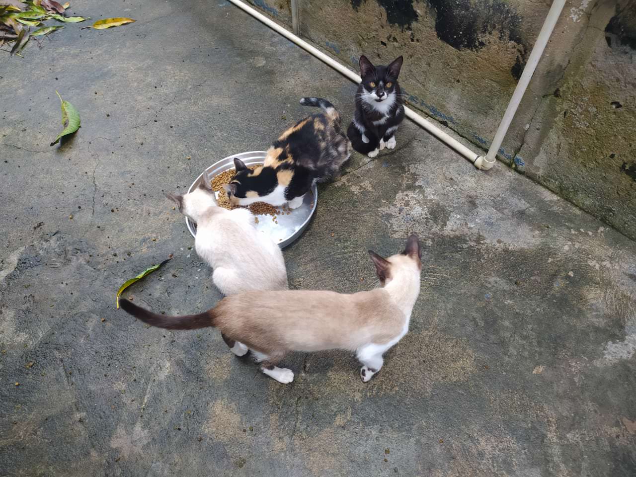 Cuidadora de gatos morre de Covid-19 e vizinhos tentam encontrar novos donos para 20 animais