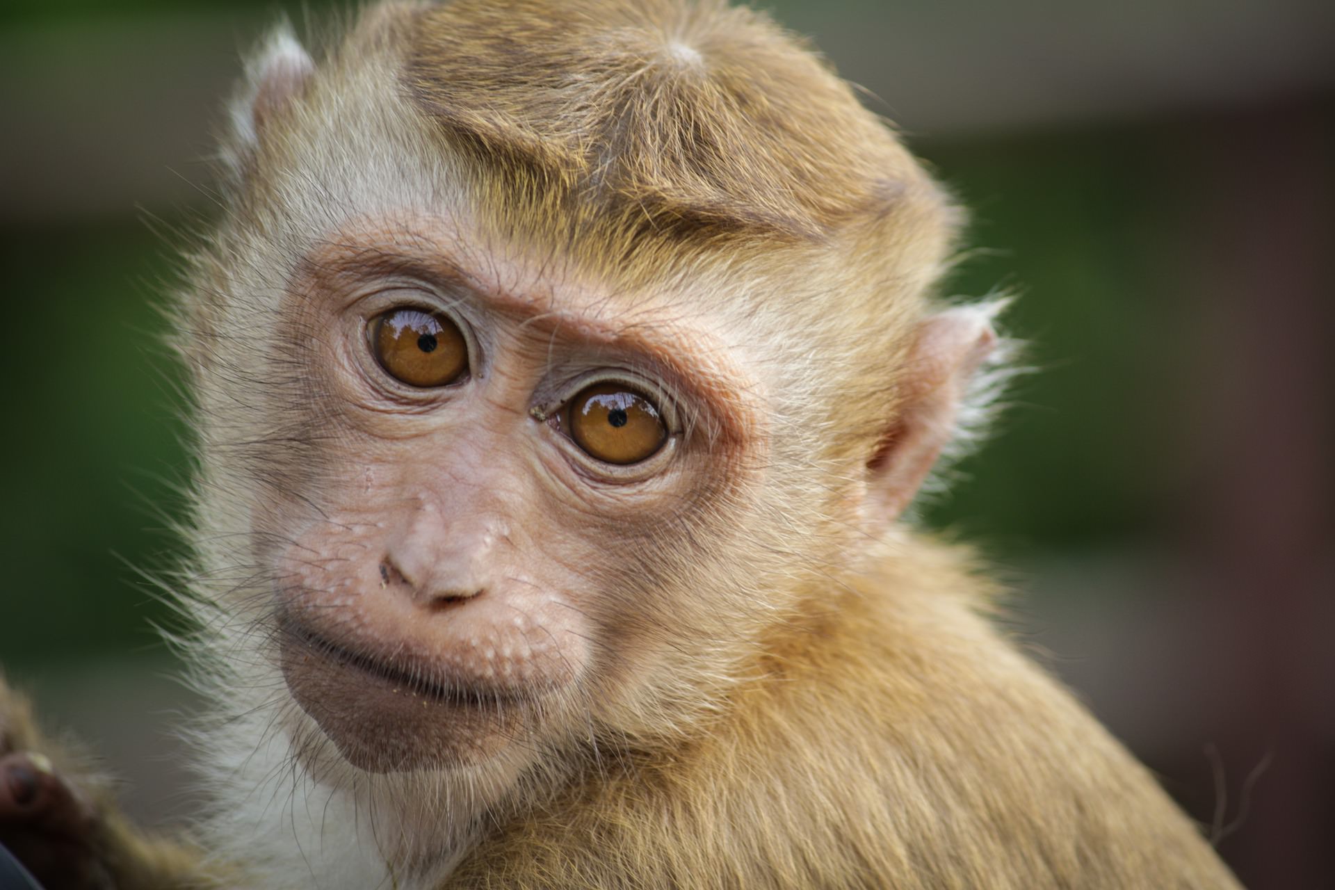 Com mortes de macacos, cientistas temem novo surto de febre amarela