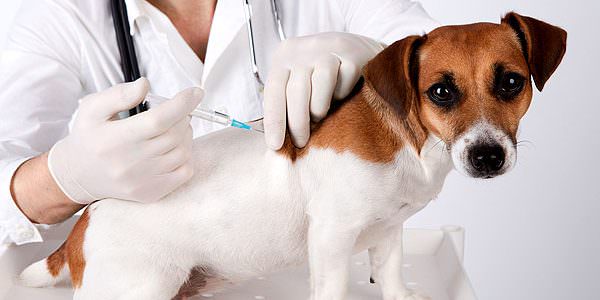 Animais serão vacinados contra a Covid-19 na Rússia