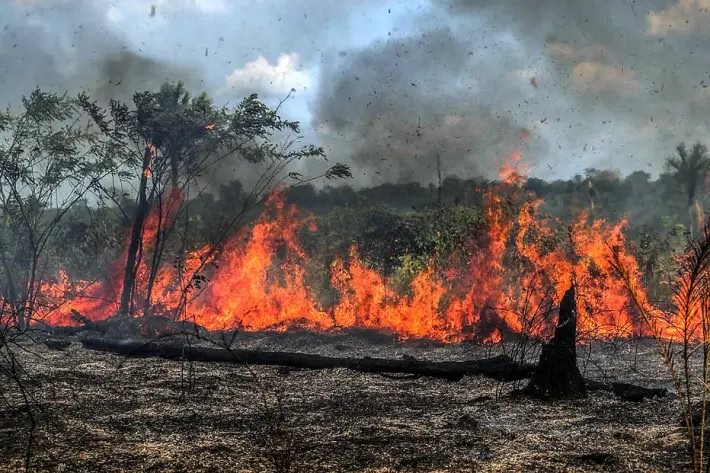 GREENPEACE BRASIL