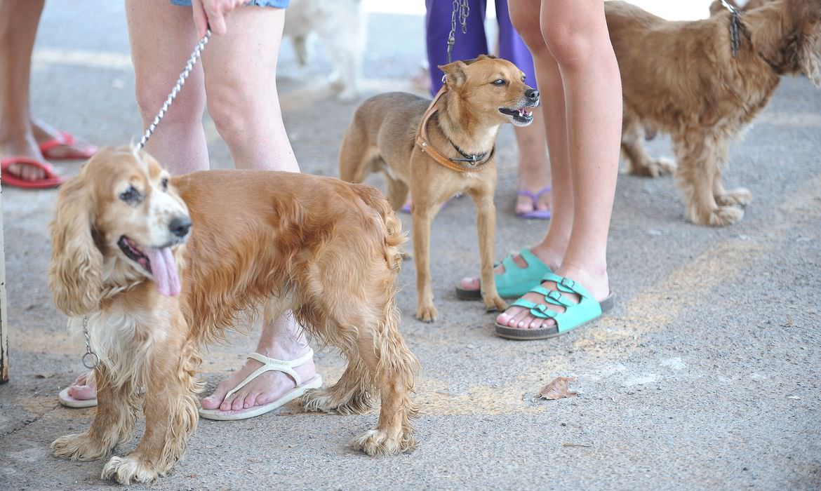 infecção covid-19 cães gatos