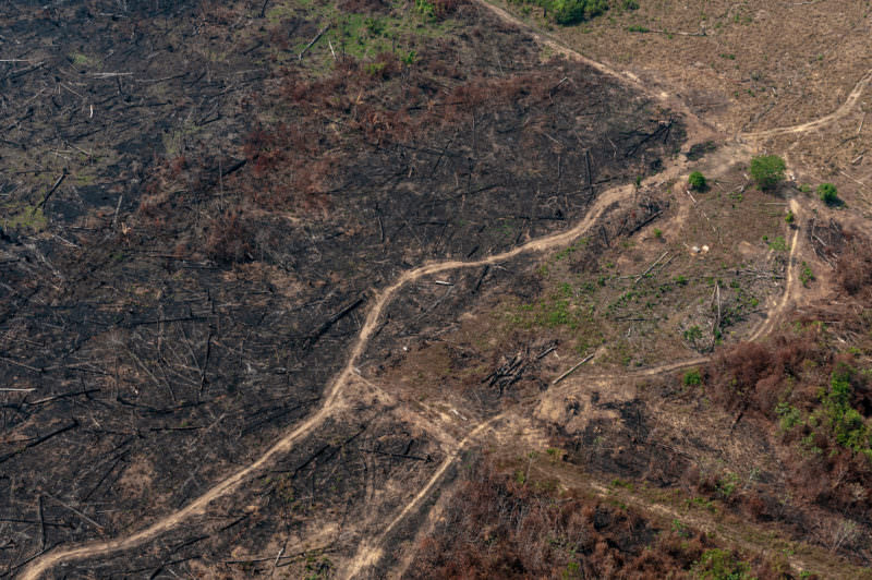 Amazonas e Pará estão em novo recorde de desmatamento registrado em março