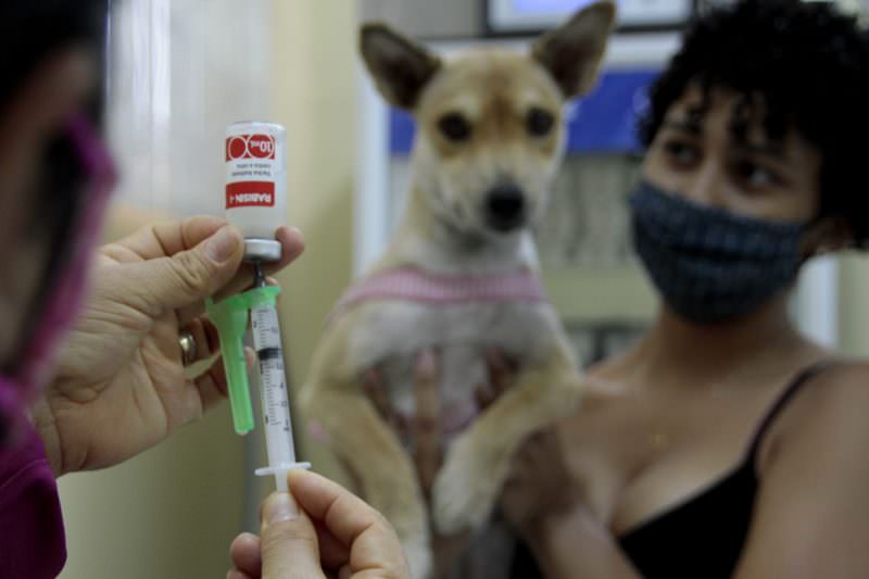 Vacinação antirrábica: prefeitura retoma imunização em animais de Manaus