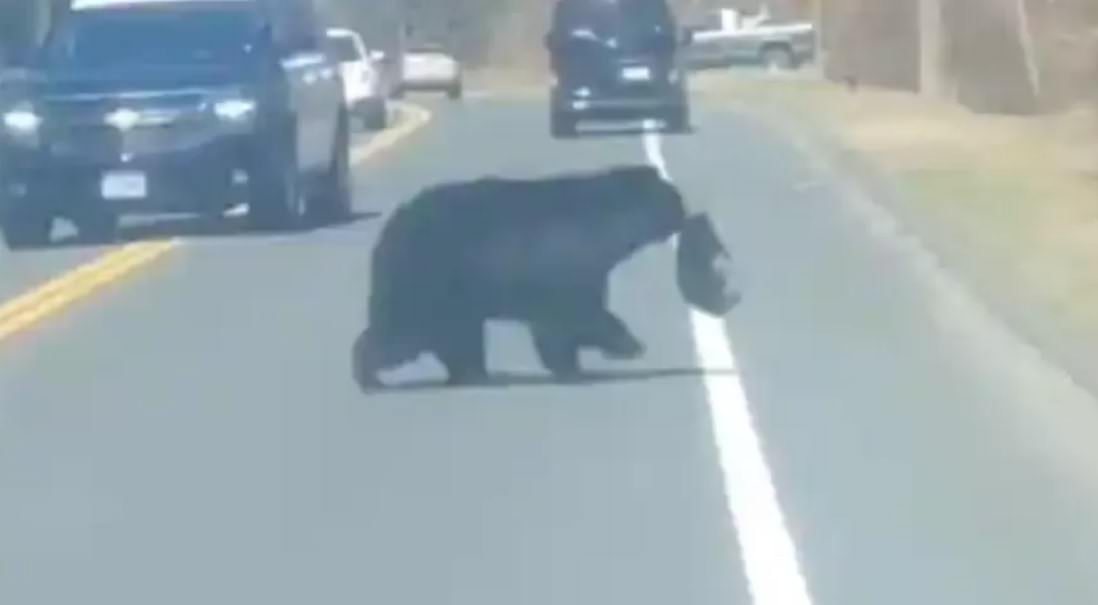 Vídeo: ursa tem dificuldade de atravessar filhotes desobedientes em rodovia dos EUA