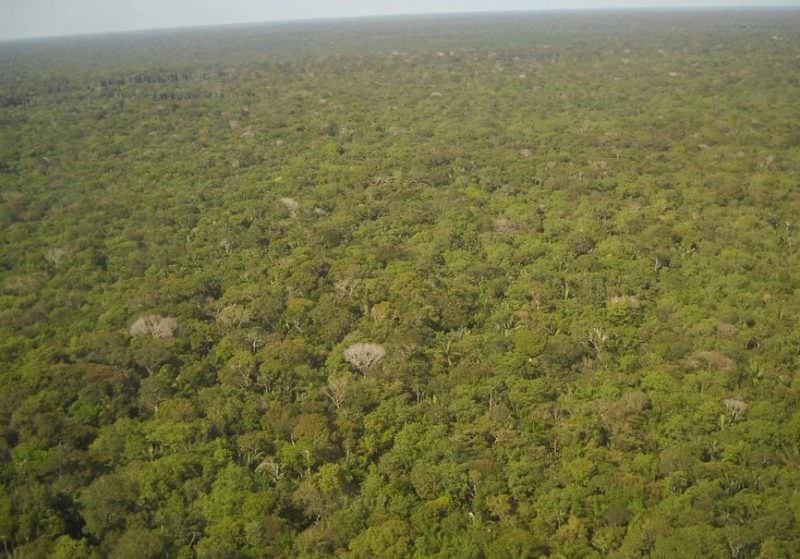 Consulta pública sobre concessões de três florestas vai até sexta