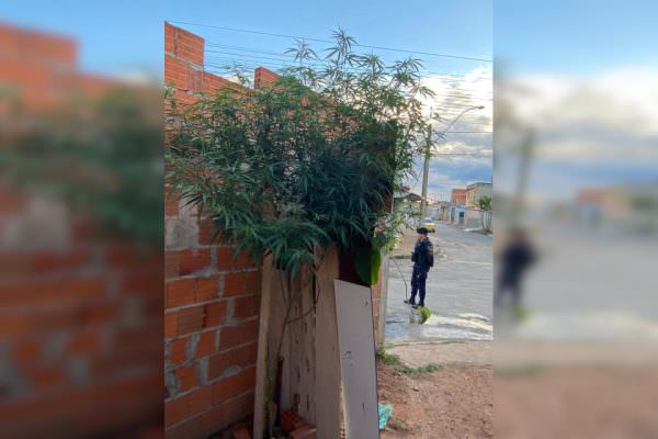 Homem é preso por cultivar maconha no quintal da sua casa