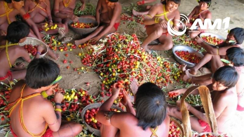 Projeto cria cota de produtos indígenas e quilombolas na alimentação escolar