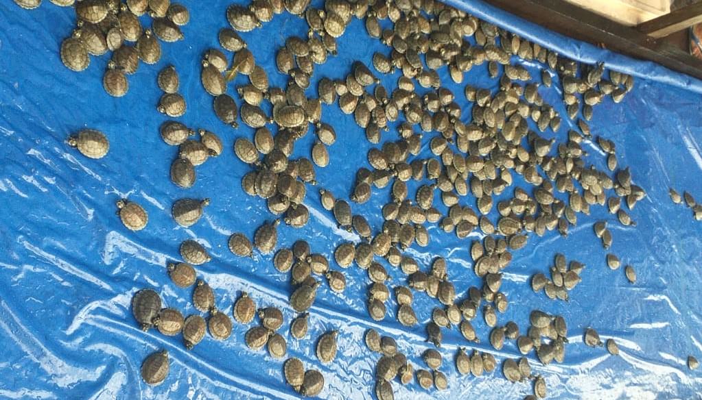 Homem que transportava mais de 600 filhotes de tartaruga é preso no AM